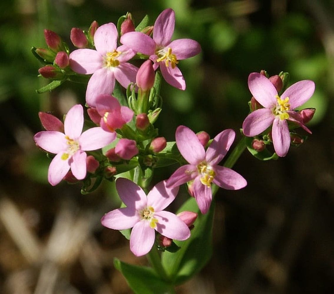 Centaurium erythreae